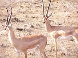 Parco Tsavo East 9